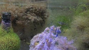 Отчет о жизни морского аквариума без сампа, фильтрации и осмоса и пара слов о живности Черного Моря