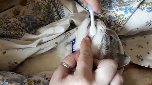 Чистка зубов коту Орозим гелем смотреть онлайн