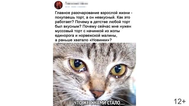 Лютые приколы. КОШАЧЬЯ ЛОГИКА. Новые мемы 12+ смотреть онлайн