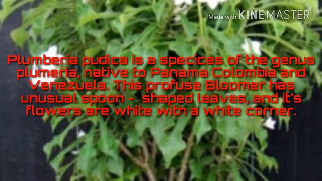 Plumeria pudica a beautiful shrub for garden смотреть онлайн