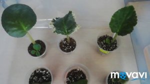 Размножение Фиалки Делением Листа.//Как укореняются фрагменты листа. Такого ещё не было!!!