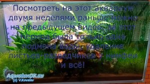 Аквариум-травник без МАКРО и МИКРО удобрений, часть 2