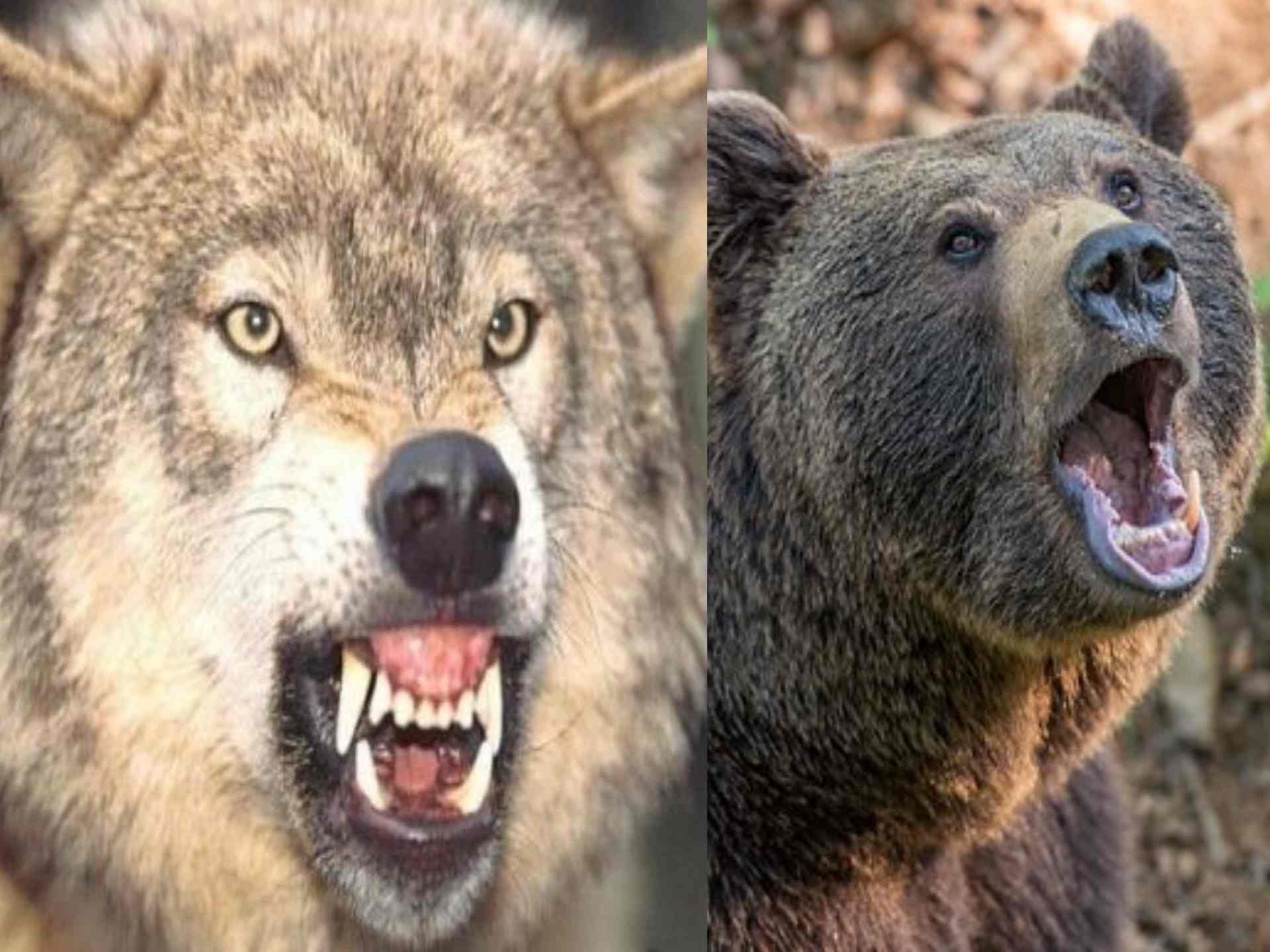 Волк против медведя. Стая Волков против медведя.