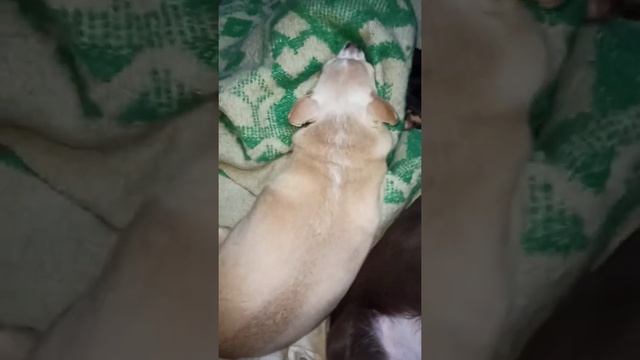 Chihuahua and toy terrier rest. / Отдых чихуахуа и той-терьера.