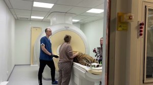 ТИГР на МРТ все как у людей)))