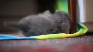 шотландские и британские котята