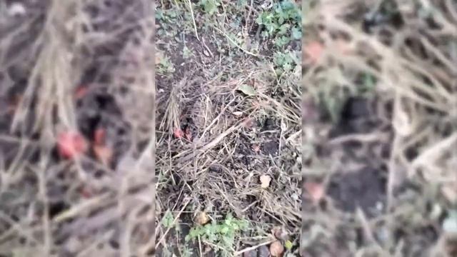Как быстро и просто сделать ферму червей для рыбалки что бы не переплачивать за червей