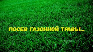 Посев газонной травы. Газон.
