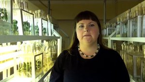 Ускоренное размножение семенного картофеля @ Надежда Лебедева, Великолукская ГСХА, 2017