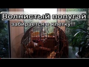 Лучше "жрачка" в клюве, чем СВОБОДА в перьях! - Волнистый попугай прекрасно устроился.