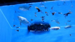 пятнистый гурами в аквариуме