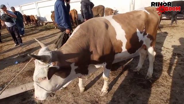 МАЛ БАЗАР 19-МАЙ/ҚАНЛЫКОЛ МАЛ БАЗАРЫ/РЫНОК ЖИВОТНЫЕ/BIG BULLS IN THE WORLD/BIG COW