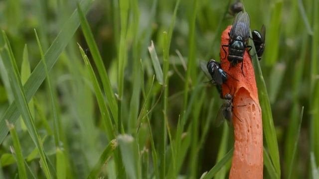 Stinkhorn