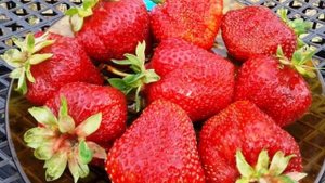 ТОП ЛУЧШИХ СОРТОВ КЛУБНИКИ || САМЫЕ ЛУЧШИЕ СОРТА КЛУБНИКИ