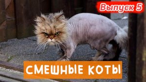 ПРОТРИКОТА ВЫПУСК 5. КОТИКИ ТАКИЕ КОТИКИ 😁