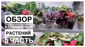 Будни цветовода _ Обзор комнатных растений на стеллаже _ 5 часть _ 27.09.2022г..mp4