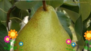 Груша плодовая. Краткий обзор, описание характеристик pyrus communis выставочная