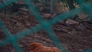 Куры несушки 🐔 в Крыму