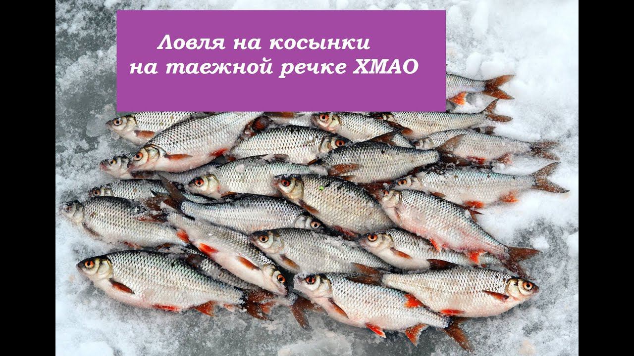 Первый лед .Рыбалка на косынки ХМАО.МЕШОК РЫБЫ ЗА ЧАС смотреть онлайн