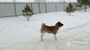 Акитомания! Длинношерстная акита! Брак или нет? #акитомания #щенки #акита #американскаяакита #акита