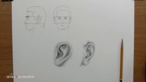 Как нарисовать такое ухо. Как рисовать уши карандашом - видео урок