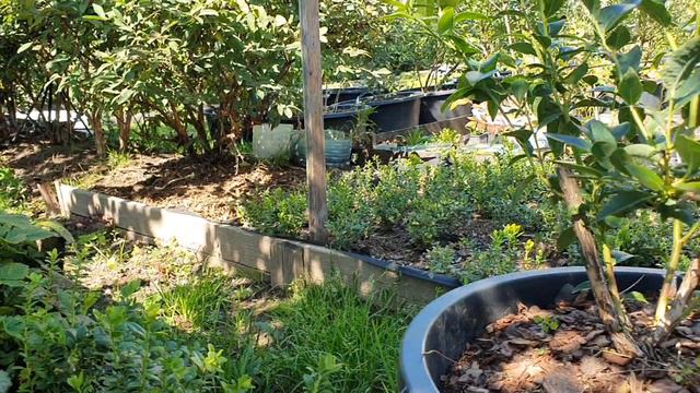 20240815_124256.mp4Мои делянки брусники смотреть онлайн