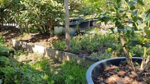 20240815_124256.mp4Мои делянки брусники