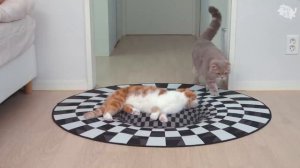 реакция кошек на 3D коврик