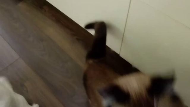 Алабай и фокс 💕 смотреть онлайн