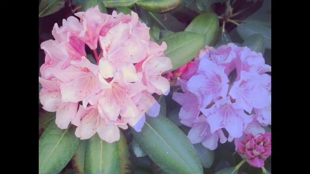 Сиреневый свет музыка Елена Анненкова фото и видео Татьяна Талызина смотреть онлайн