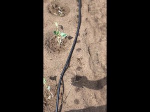 КАК СДЕЛАТЬ КАПЕЛЬНЫЙ ПОЛИВ СВОИМИ РУКАМИ, СИСТЕМА КАПЕЛЬНОГО ПОЛИВА, ЦЕНЫ И МНОГОЕ ДРУГОЕ