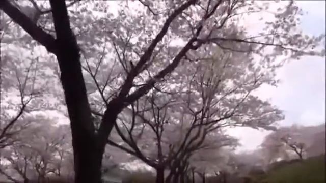 Прогулка в саду сакуры(A walk in the garden of Sakura) смотреть онлайн