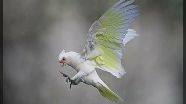 Гологлазый какаду. смотреть онлайн