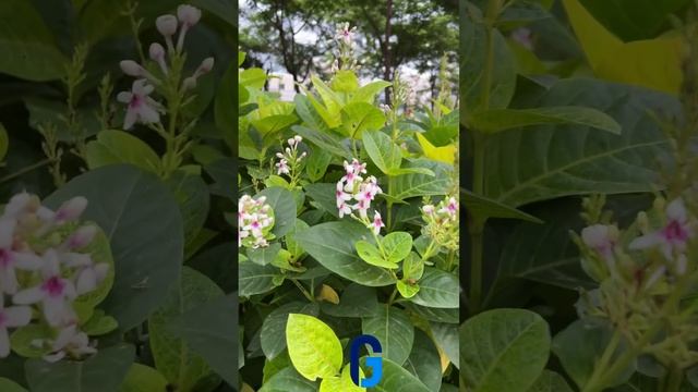 Pseuderanthemum Carruthersii flowers