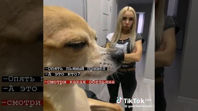смешное видио
