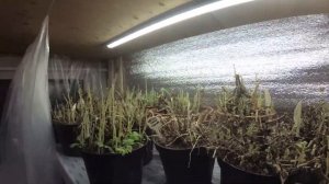 Лампы досвечивания растений, я выбрал дешевле и выгодней.