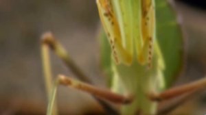 Топ 5 самых больших насекомых в мире .