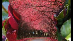 Любовь Шипилова-Розы.wmv