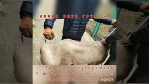 ?+996 704 403 652 цена 3000$ Баран производитель 2 года Чуй.обл с.Сокулук | арашанские овцы