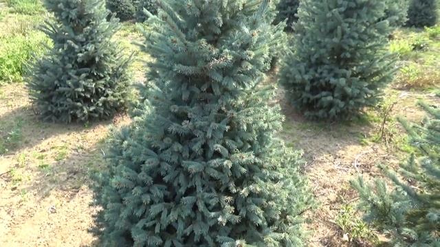 11716 Голубая елка в горшке 1.20 - 1.40 м смотреть онлайн