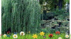 Ива обыкновенная Водопад ? Обзор: посадка и уход. крупномеры ивы Водопад: описание и особенности