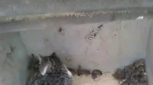 Кошка не ловит мышей