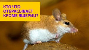 Кто из мира животных способен к аутотомии кроме ящериц? Лиза Гальперина