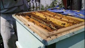 Улей Озерова!!!Обзор и откачка мёда