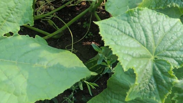 ПРОГУЛКА В САДУ!!! ВЛОГ. смотреть онлайн