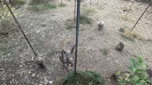 Самец гамадрил из семьи обезьянки Люси устроил СКАНДАЛ пока я усыпал их угощениями от Лешика! смотреть онлайн