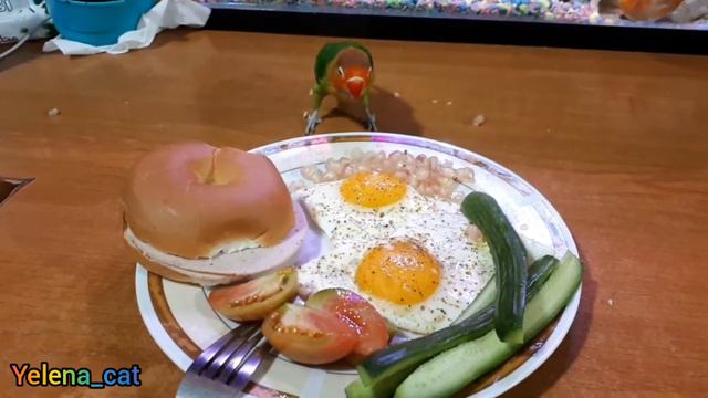 Вечно голодный попугай Gucci ! Parrot Gucci , Always Hungry ! смотреть онлайн