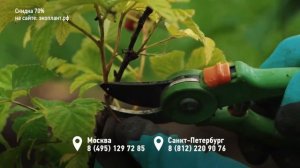 МАЛИНА. Посадка, обрезка, уход за малиной в саду для новичков