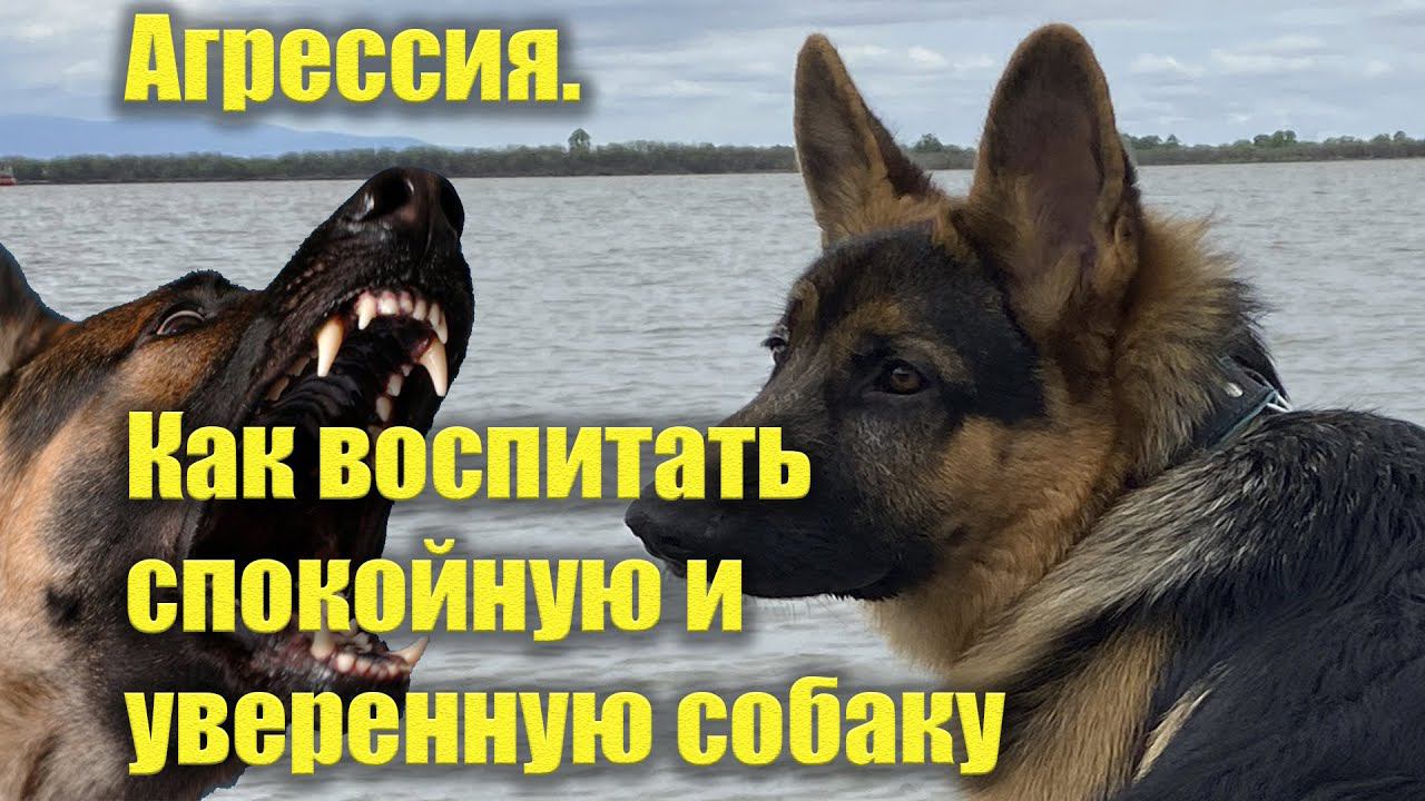 Агрессия у собаки, что делать чтобы собака не была агрессивной смотреть онлайн