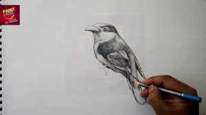 How To Draw A  Bird With Pencil |  Drawing | Shading